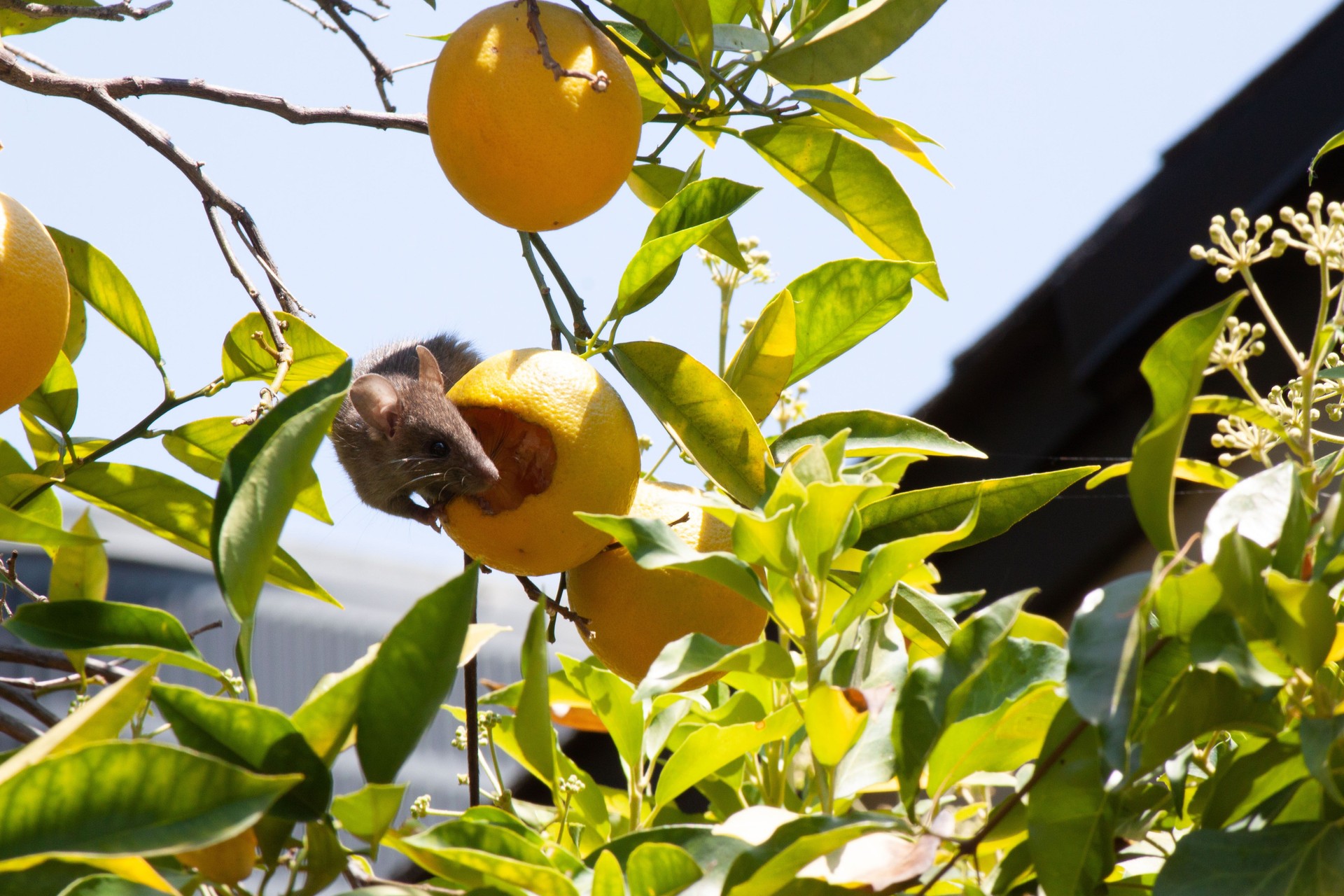 Mouse Eating an Orange