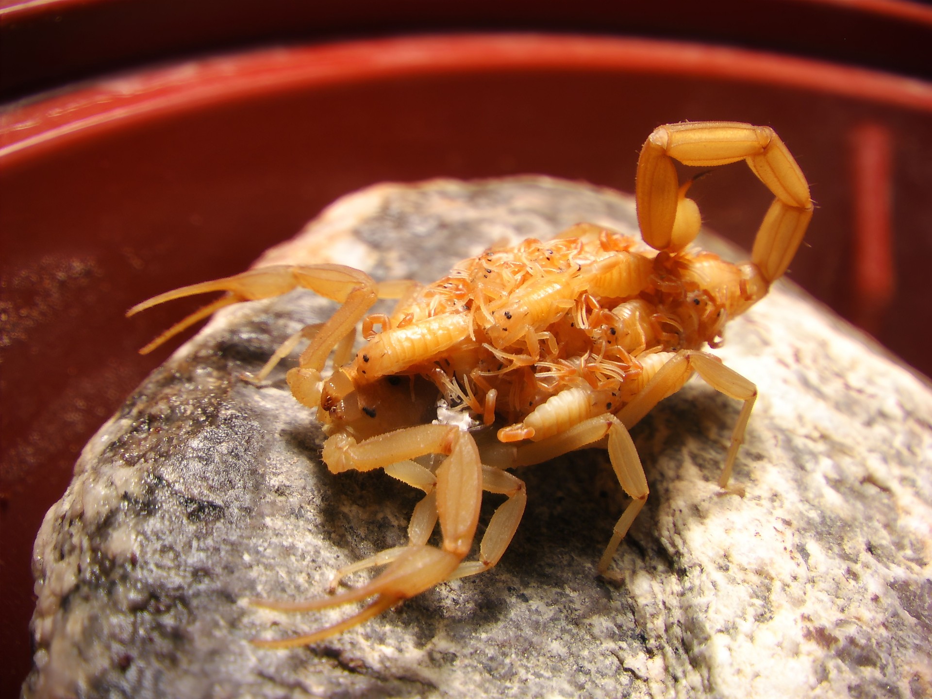 Closeup of Arizona bark scorpion on a rock with babies, blurred background