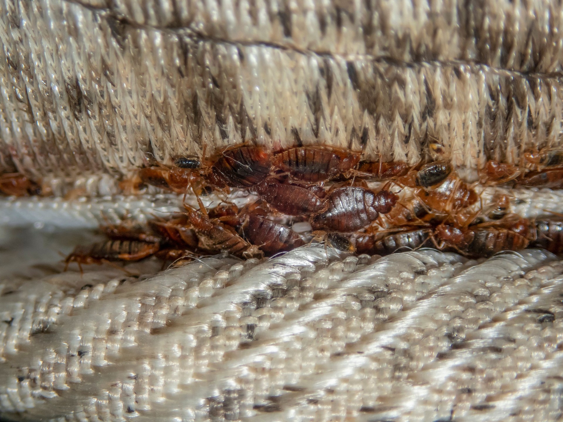 Serious bed bug infestation, Bed Bugs developed unnoticed on the mattress in folds and seams